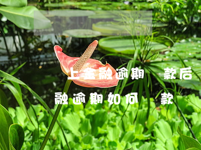 馬上金融逾期還款后結(jié)清(馬上金融逾期如何還款)