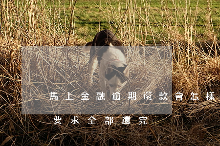 馬上金融逾期還款會怎樣(馬上金融逾期多久要求全部還完)