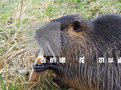 馬云的借唄花唄可以延遲還款嗎-