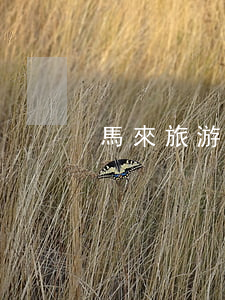 馬來旅游簽證逾期要交罰款嗎
