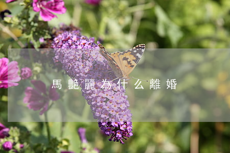 馬艷麗為什么離婚