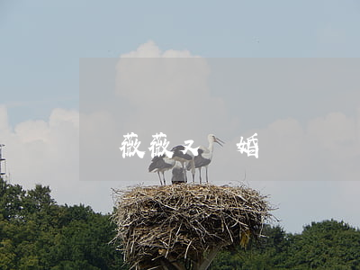 馬薇薇又離婚