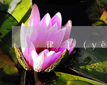馬駿律師主頁(yè)(馬政鵬律師)