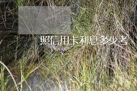 駕照信用卡利息多少(考駕照給的信用卡)