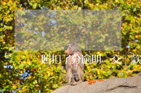 駕照扣了分逾期沒交罰款怎么弄-