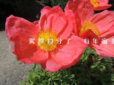 駕照扣分了沒有年審多久算逾期-