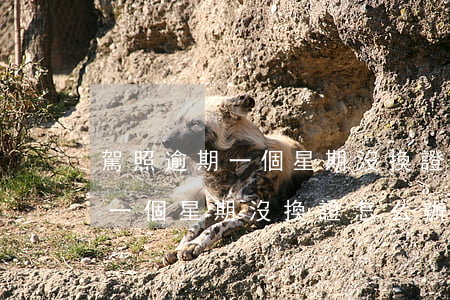 駕照逾期一個星期沒換證怎么辦-駕照逾期一個星期沒換證怎么辦理