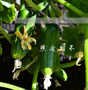 駕照逾期不處理會怎么樣（駕照逾期不處理）