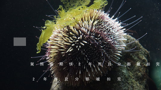 駕照逾期快2年而且分都被扣完(駕照逾期快2年而且分都被扣完)
