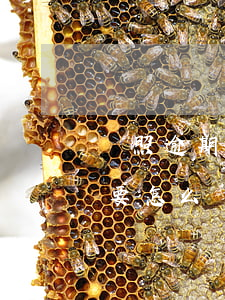 駕照逾期怎么申領(lǐng)(駕駛證逾期要怎么辦)
