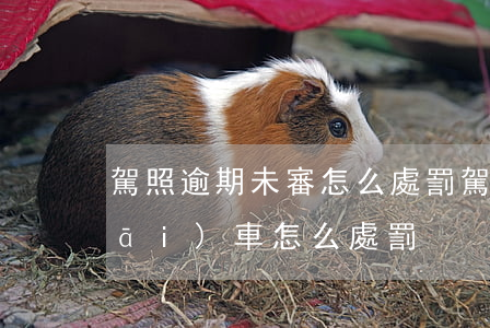 駕照逾期未審怎么處罰(駕照逾期未審開(kāi)車怎么處罰)