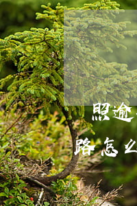 駕照逾期未審開車上路 駕照逾期未審開車上路怎么處罰