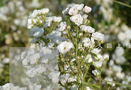 駕駛叉車瘋狂撞人(路上撞到停路邊的叉車)