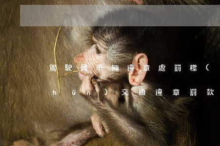 駕駛員車輛違章處罰標(biāo)準(zhǔn)（交通違章罰款在哪里交）
