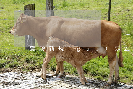 駕駛新規(guī)定2017