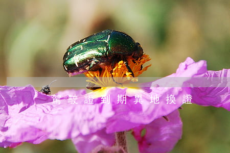 駕駛證到期異地換證