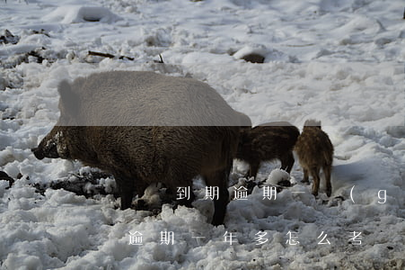 駕駛證到期逾期一個(gè)月怎么辦（駕駛證逾期一年多怎么考試）