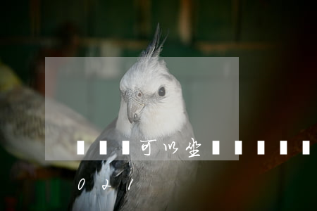 駕駛證可以坐飛機嗎(駕駛證可以坐飛機嗎2021)