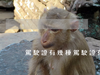 駕駛證有幾種(駕駛證有幾種顏色)