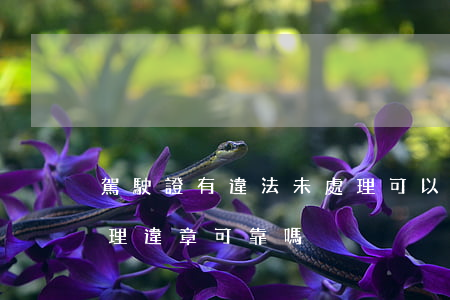 駕駛證有違法未處理可以找黃牛嗎(找黃牛處理違章可靠嗎)