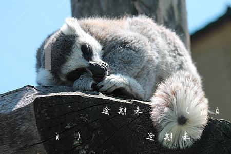 駕駛證逾期未審驗(yàn)注銷恢復(fù)(駕駛證逾期未審驗(yàn)注銷恢復(fù)要多久)