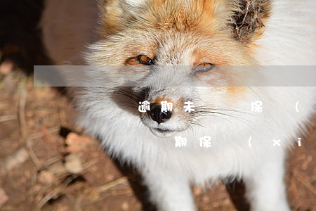 駕駛證逾期未換證保險(xiǎn)賠付嗎(駕駛證過期保險(xiǎn)賠不賠)
