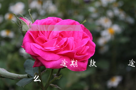 駕駛證逾期罰款(駕駛證逾期罰款嗎未換證怎么辦)