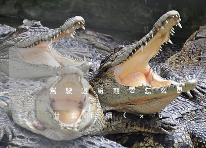 駕駛證逾期要怎么更換(逾期更換駕駛證需要什么手續(xù))