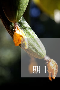 駕駛證過期1個(gè)月罰多少(駕駛證過期1個(gè)月罰多少)