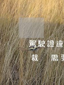 駕駛證違法未裁決可以自助裁決嗎(駕駛證未裁決需要多長(zhǎng)時(shí)間)