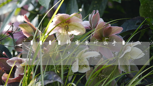 駕駛證遷移需要什么手續(xù)