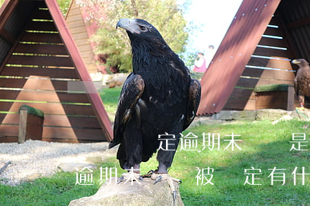 駕駛證鎖定逾期未審驗是什么意思-駕駛證逾期未審驗被鎖定有什么后果