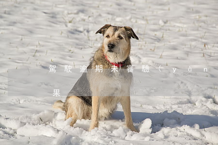 駕駛逾期未審驗(yàn)車輛會有什么后果