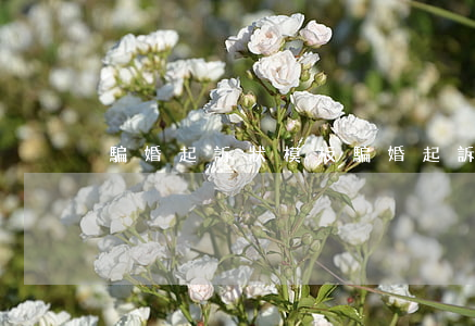 騙婚起訴狀模板(騙婚起訴書格式范文)
