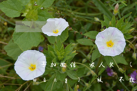 騙子加微信說家人欠網(wǎng)貸(網(wǎng)貸被騙不敢和家人說怎么辦)