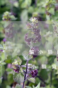 騙小額網(wǎng)貸，網(wǎng)絡小額貸款詐騙