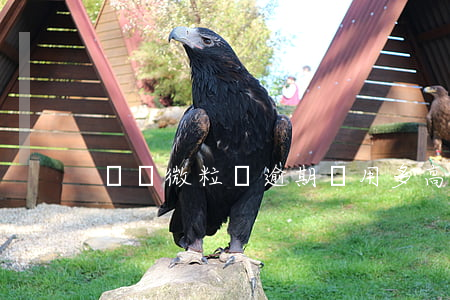騰訊微粒貸逾期費用多高(微粒貸能逾期么)
