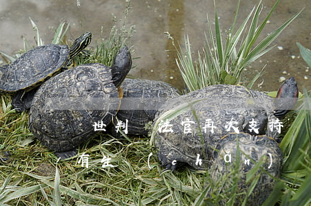 “驚世判決”法官再次支持職業(yè)打假：只有生產(chǎn)銷售不符合安全標(biāo)準(zhǔn)食品的人才痛恨“職業(yè)打假人”