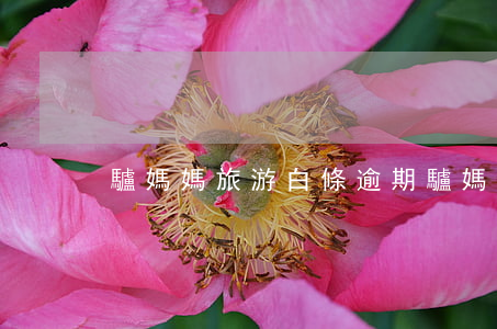 驢媽媽旅游白條逾期(驢媽媽旅游白條逾期)