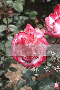 马上贷逾期一年爆通讯录(马上金融逾期爆通讯录吗)