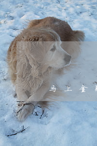 马上金融逾期了4天怎么办