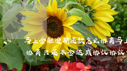马上金融逾期还款怎么协商(马上金融逾期后协商只还本金,达成协议,协议该怎样做)
