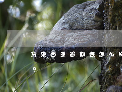 马来西亚逾期会怎么样？滞留一年有何后果？