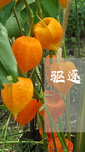 驱逐出境适用于哪些人？