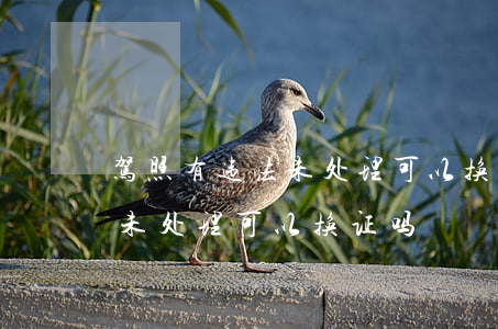 驾照有违法未处理可以换证吗(驾驶证有违章未处理可以换证吗)