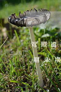驾照逾期未换证怎么处理2020-驾照逾期未换证怎么处理2020年