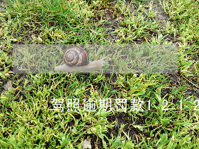 驾照逾期罚款12123(驾照逾期罚款)