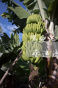 驾驶证显示违法未处理可以开车吗(驾驶证显示违法未处理可以开车吗?)