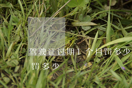 驾驶证过期1个月罚多少(驾驶证过期1个月罚多少)