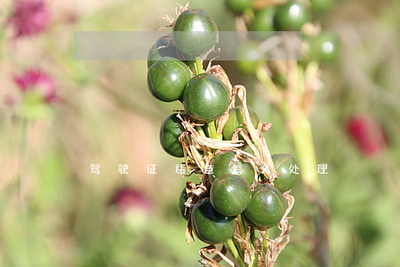 驾驶证违章怎么处理